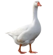 Яйцо гуся Линда (Чувашия)