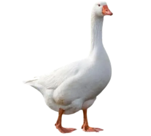 Яйцо гуся Линда (Чувашия)
