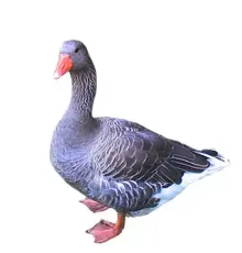 Яйцо гуся Уральский Серый (СГЦ Благовар)